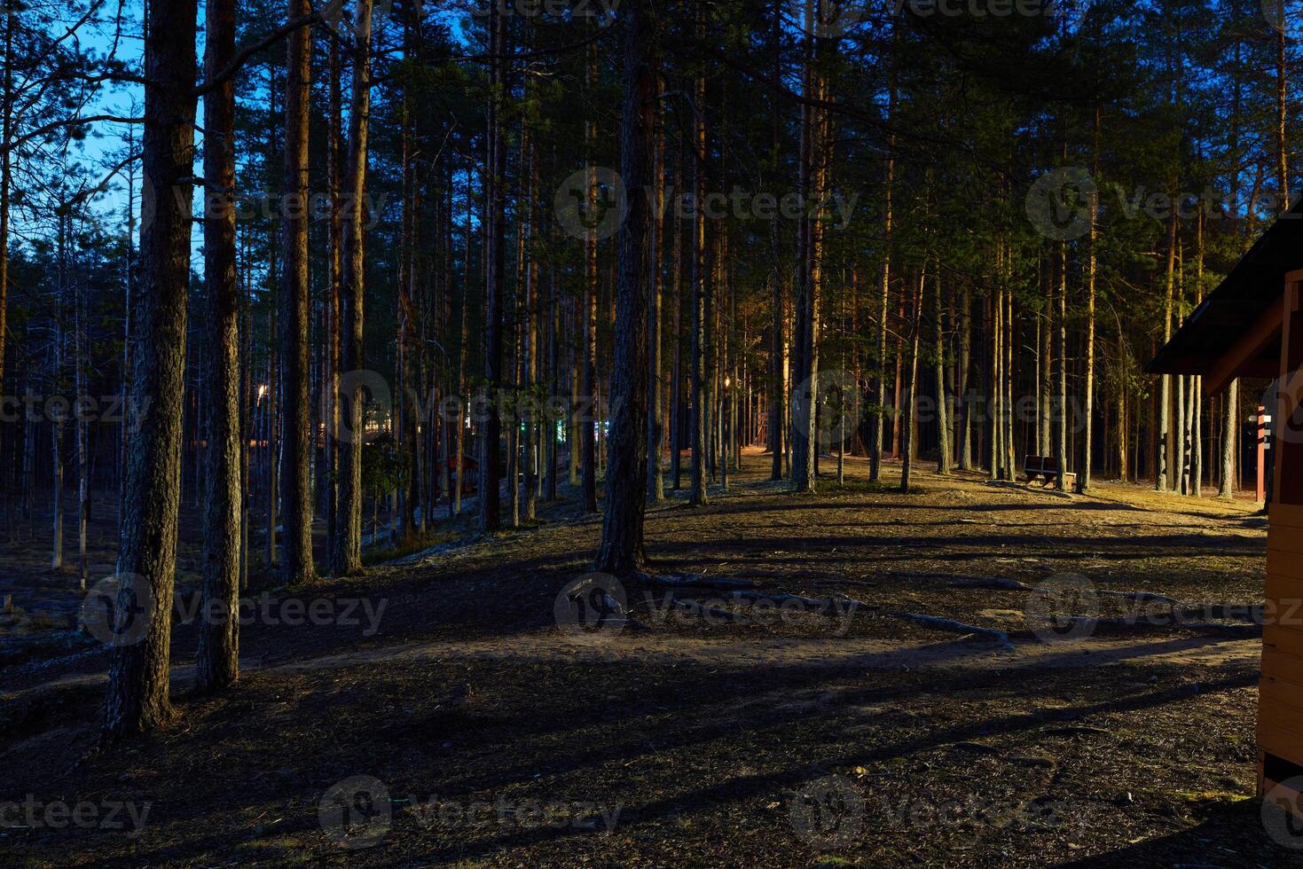 Experience the Serene and Tranquil Twilight Atmosphere Within a Lush Pine Forest Landscape photo