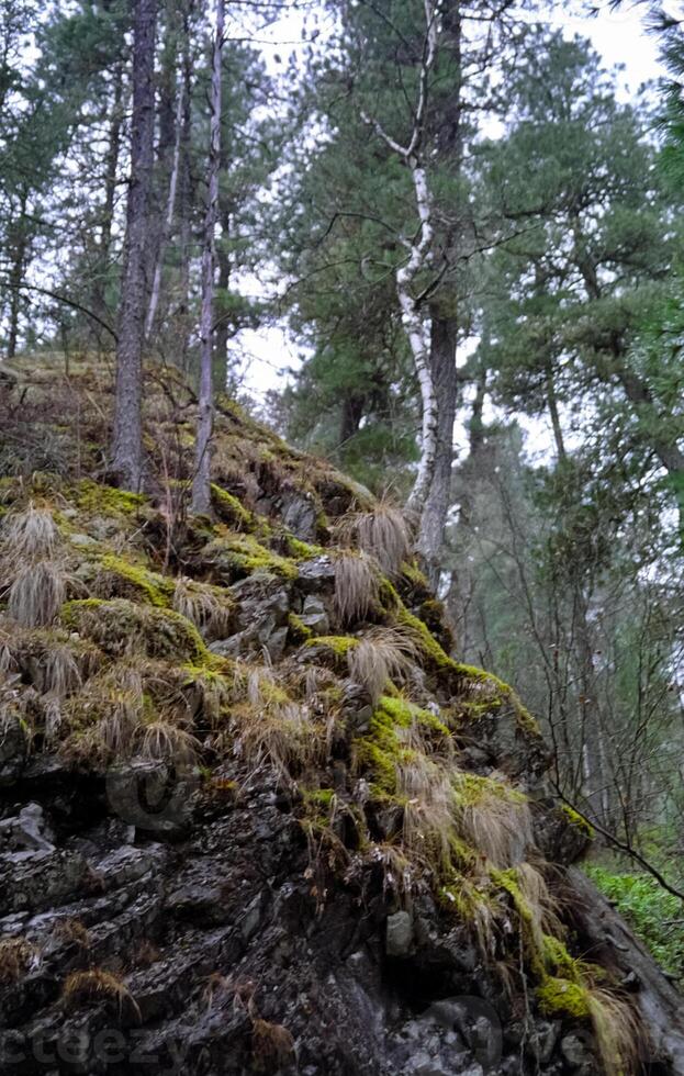 mountains of the sayans. The nature of the mountains is sayan. Vegetation in the mountains photo