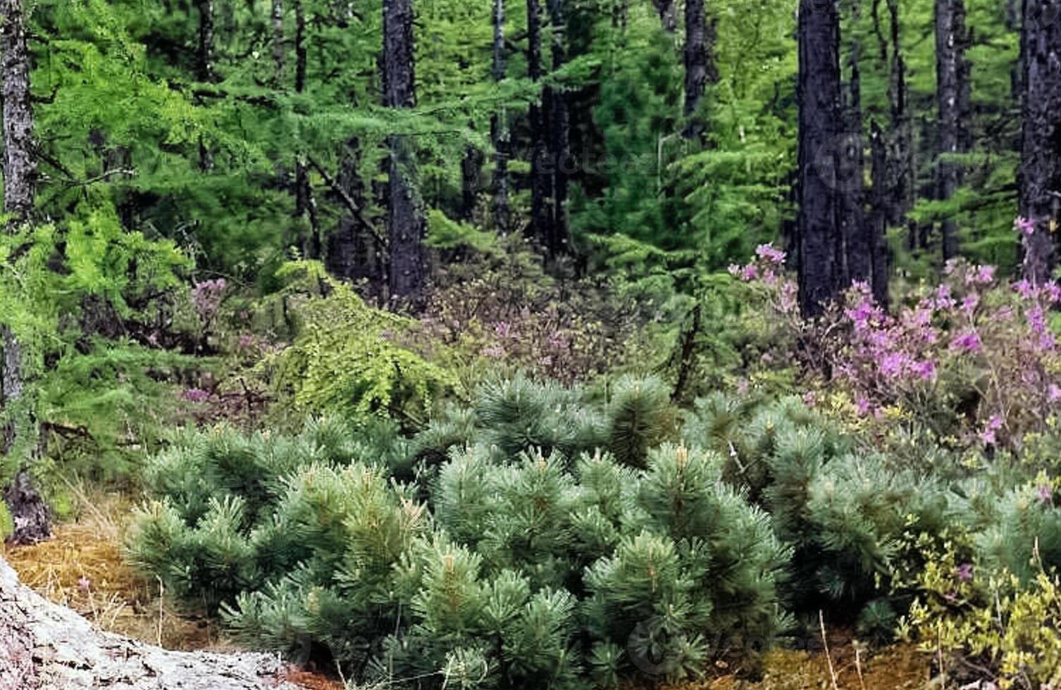 Forest nature near the ground. Vegetation in mountain taiga. photo