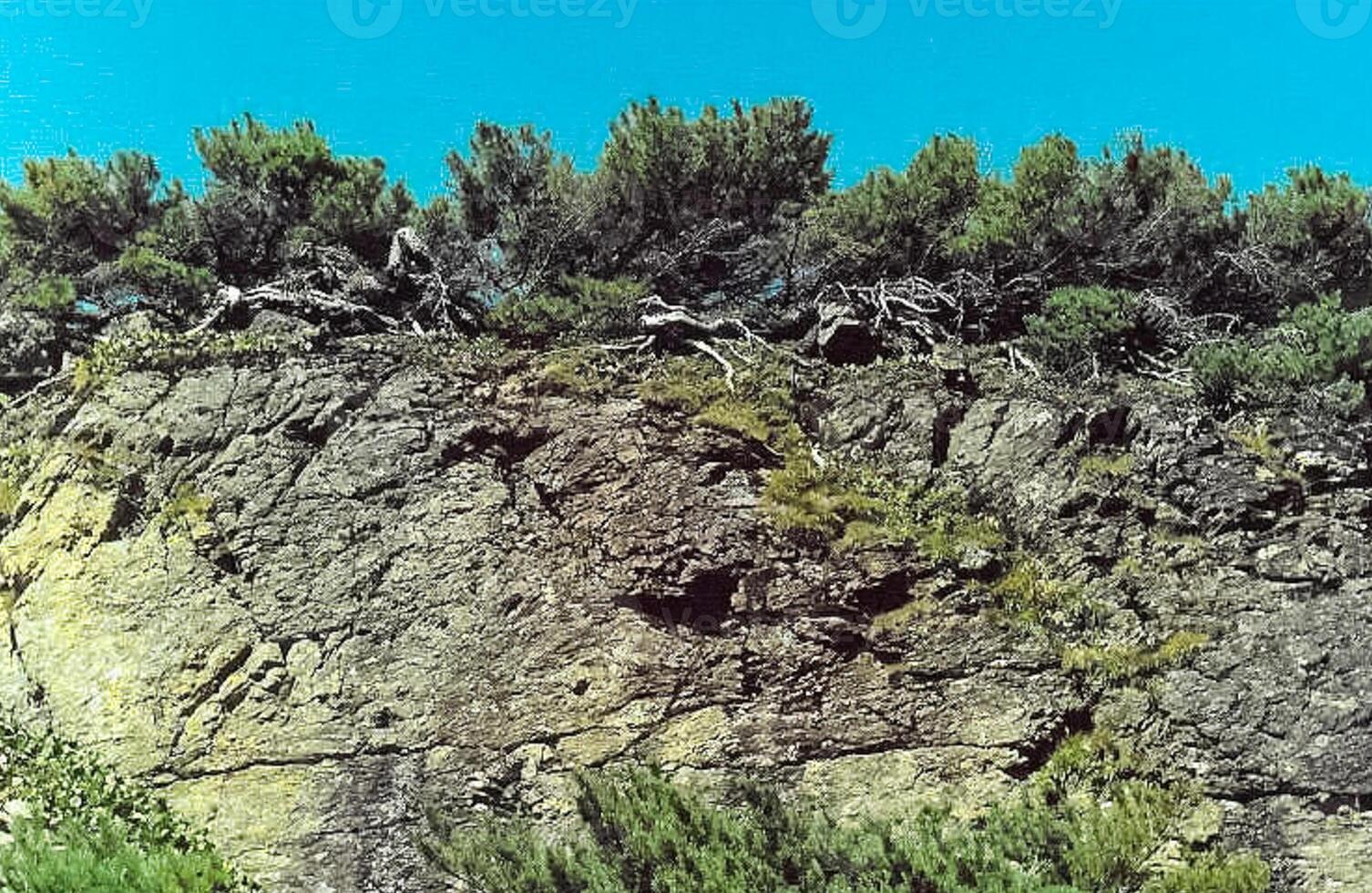 mountains of the sayans. The nature of the mountains is sayan. Vegetation in the mountains photo