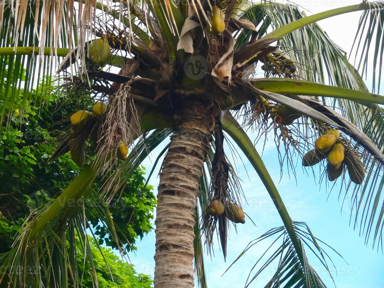 Palm trees on Easter Island. nature plants on Easter Island. photo