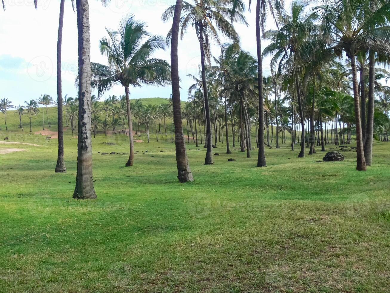 nature of Easter Island, landscape, vegetation and coast. photo