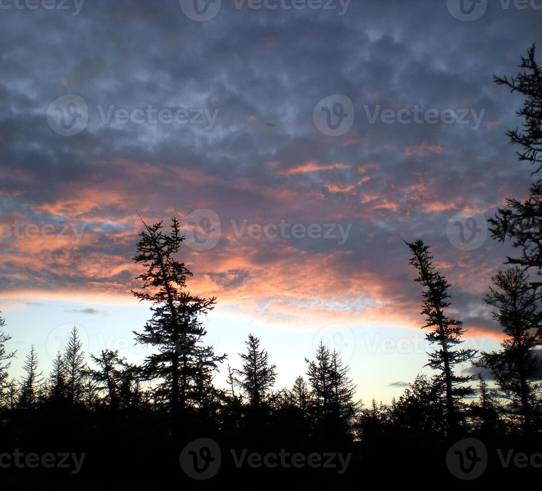 Blue sky with clouds over taiga. The nature of the Russian north. photo