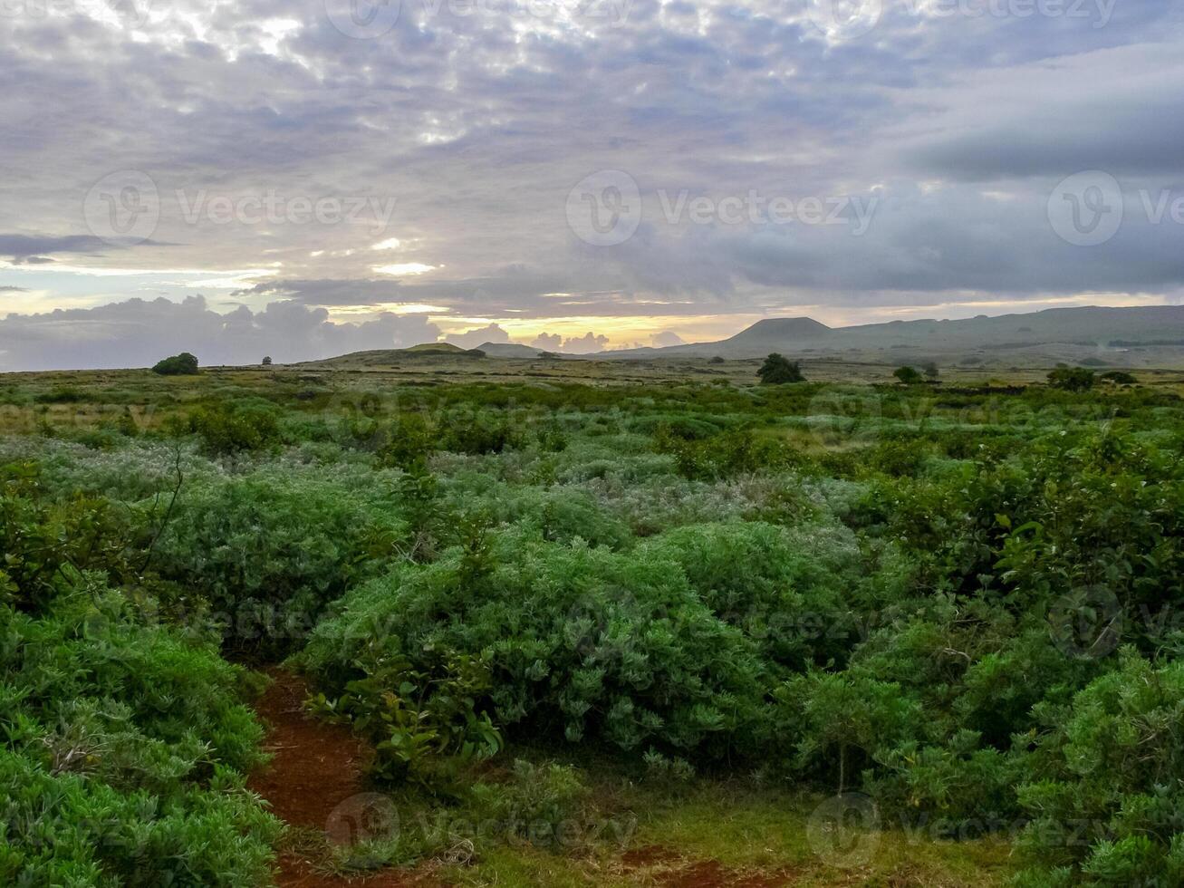 nature of Easter Island, landscape, vegetation and coast. photo