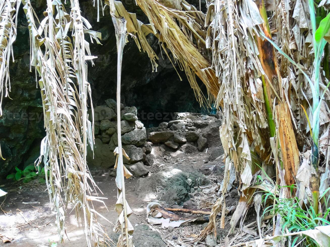 palm trees on Easter Island are overgrown. Dry leaves. photo