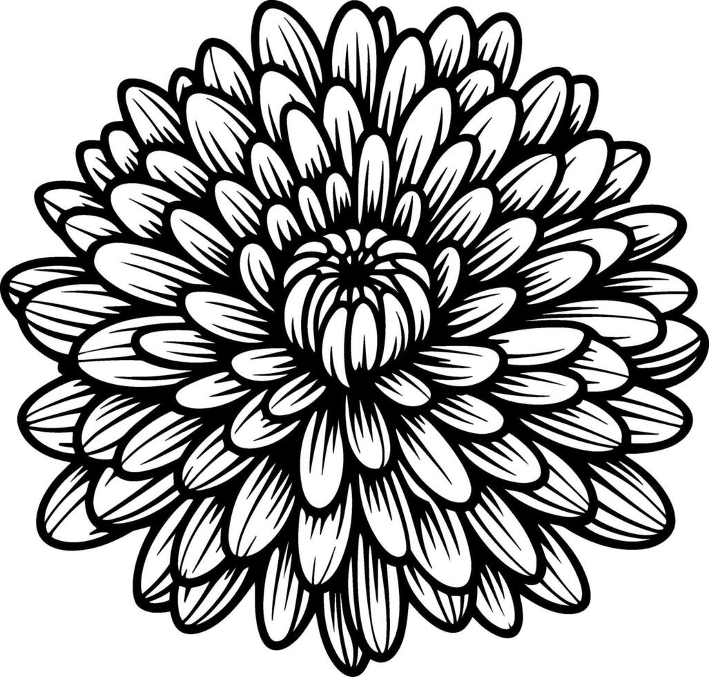 Chrysanthemum Flower Outline vector