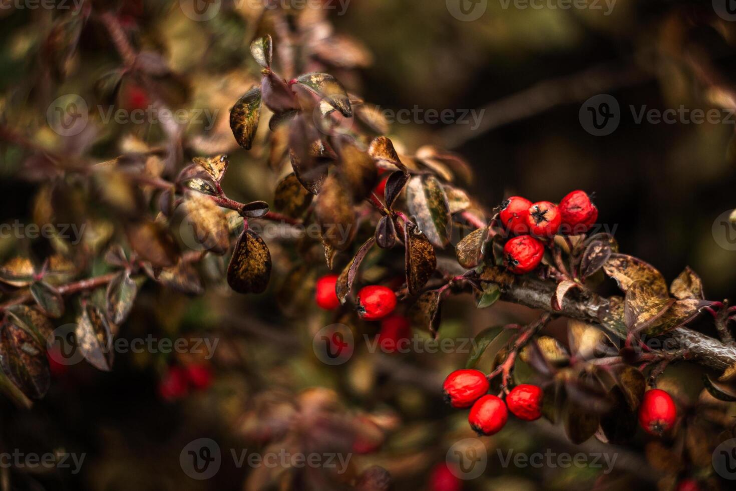 branches of a bush with red berries in a park on a natural blurred background photo