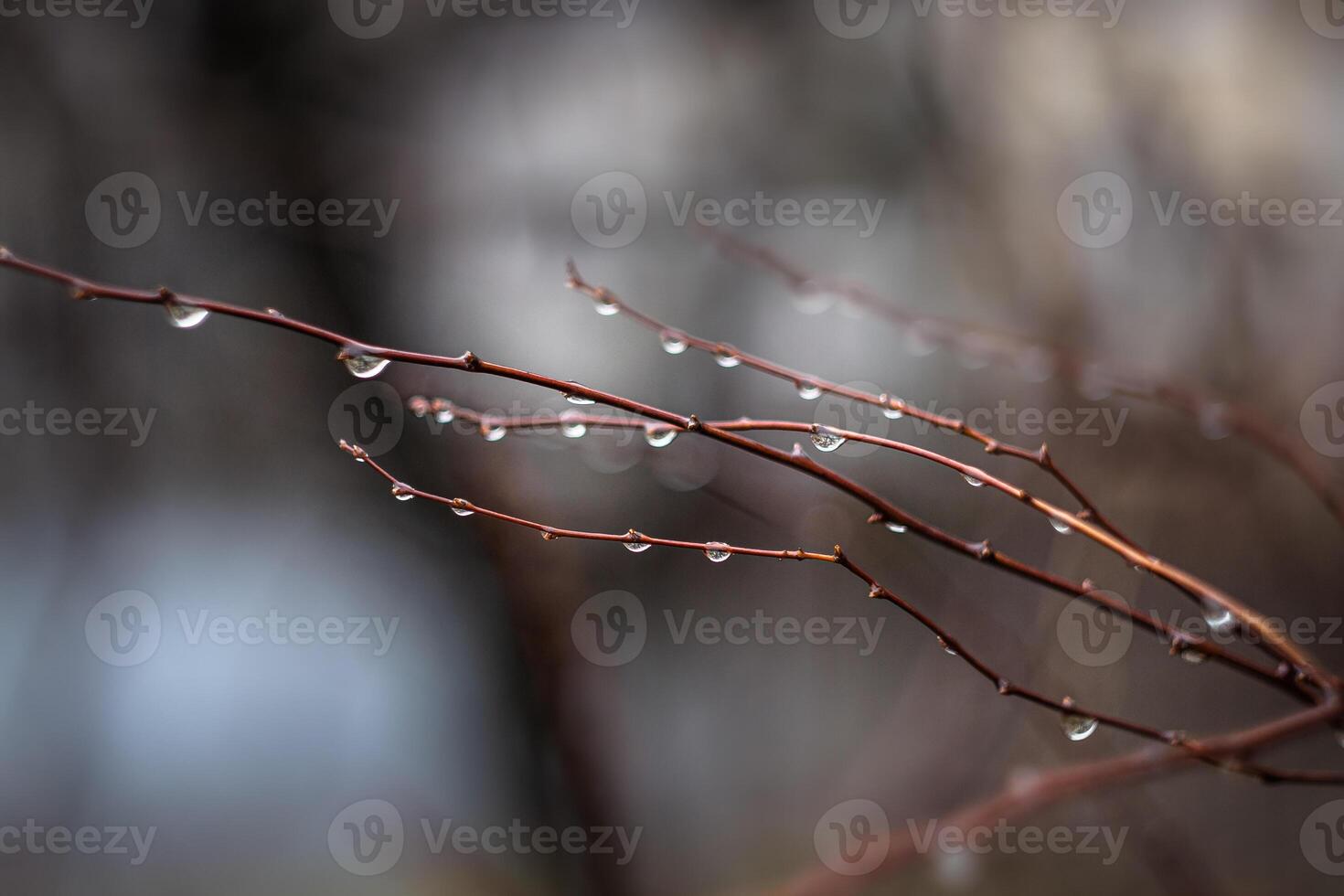 raindrops on the bare branches of a bush in a park on a blurred background photo
