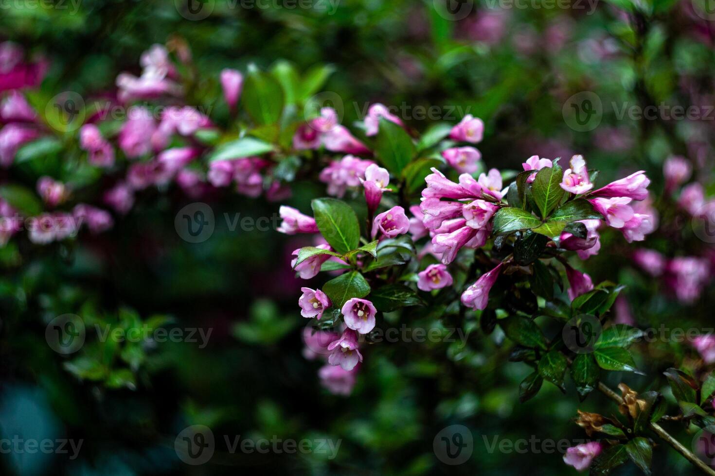 bush branches with pink flowers after rain in the park photo
