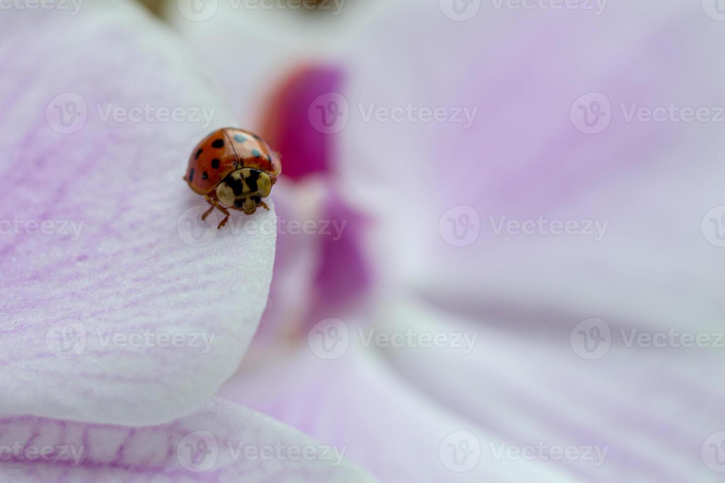 macro shot of a small red ladybug on the petals of a pink orchid photo
