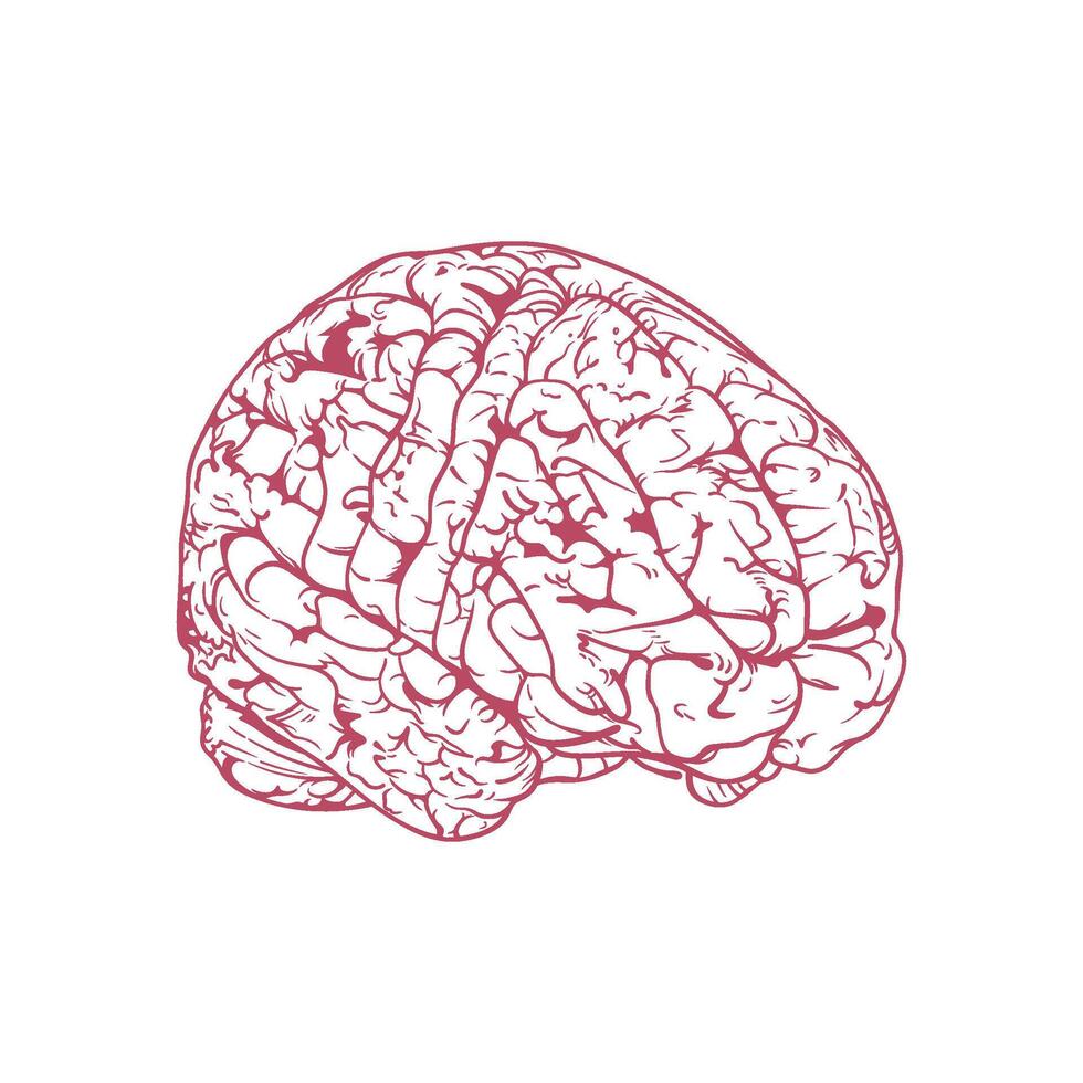 Detailed Hand Drawn Human Brain Illustration in Red vector