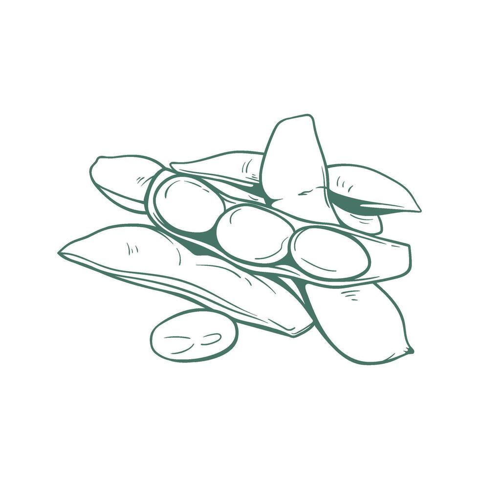Simple Line Art of Edamame Beans and Pods vector