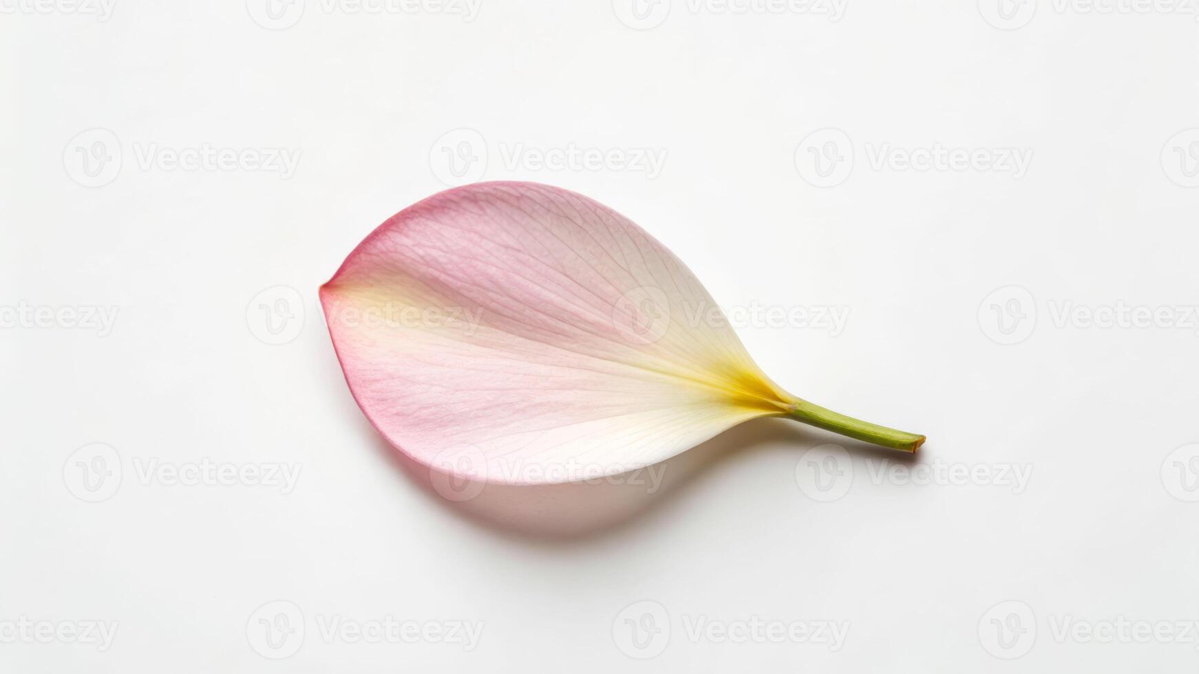 Simplicity in nature isolated flower petal on clean surface minimalistic photography soft light artistic perspective photo
