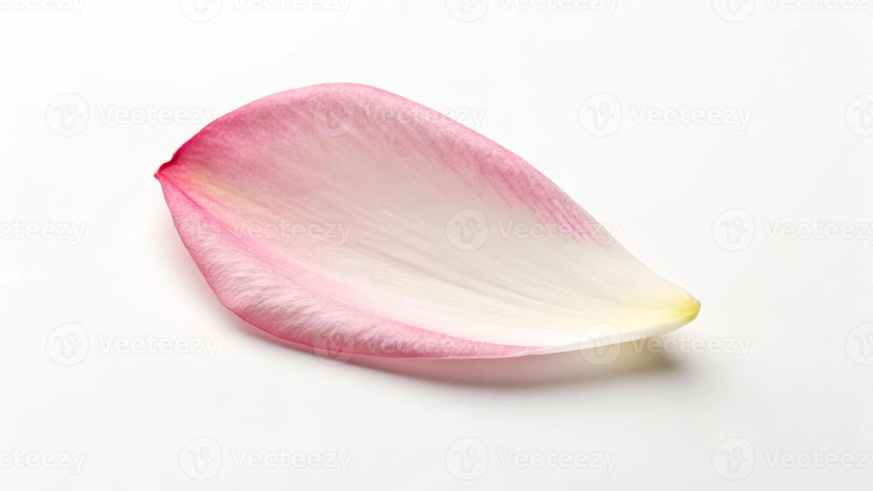 Simplicity in nature minimalistic photo of a single flower petal on white background
