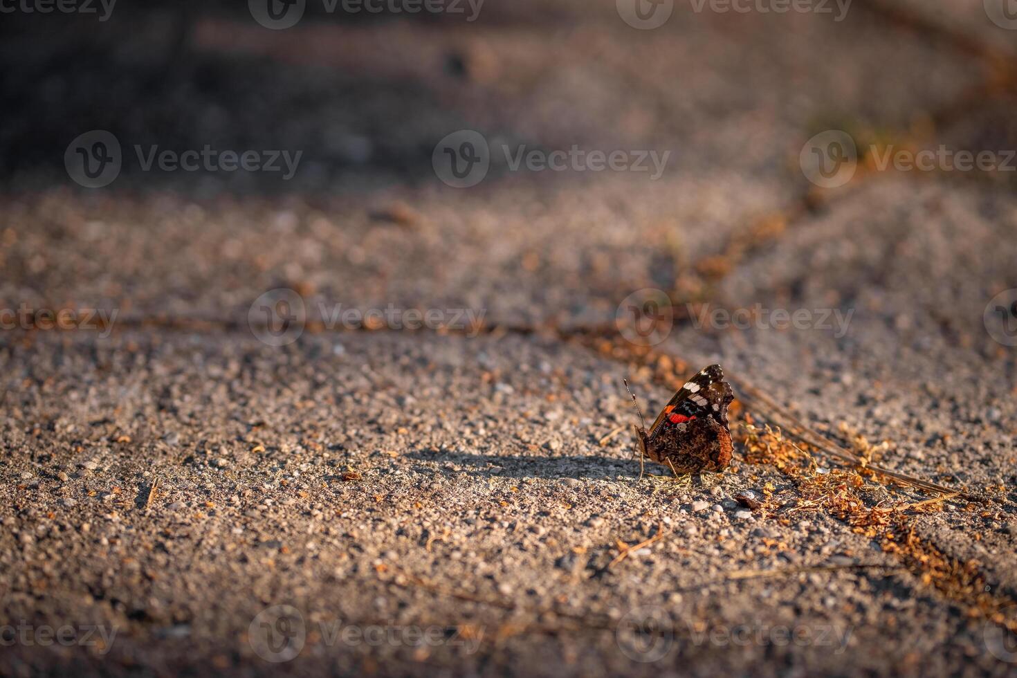 Butterfly Red Admiral on an asphalt road in the rays of the setting sun photo