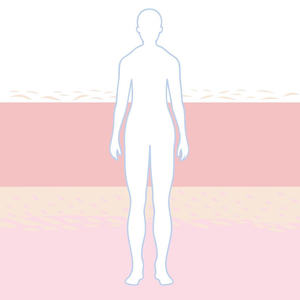 Understanding Skin Layers A Visual Guide to Dermis, Epidermis, and Subcutaneous Tissue vector