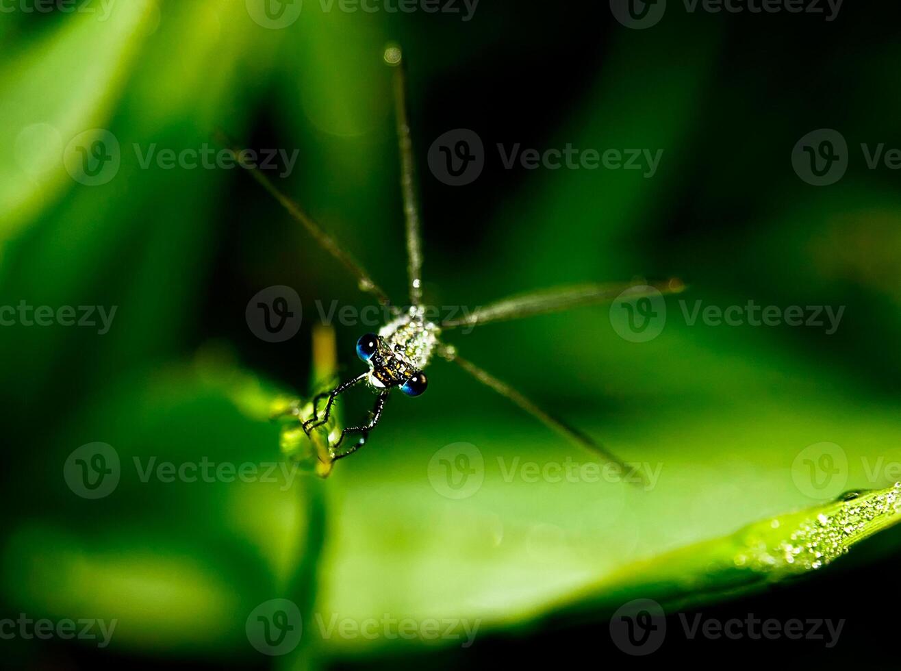 Macro photo of isotopia insect.