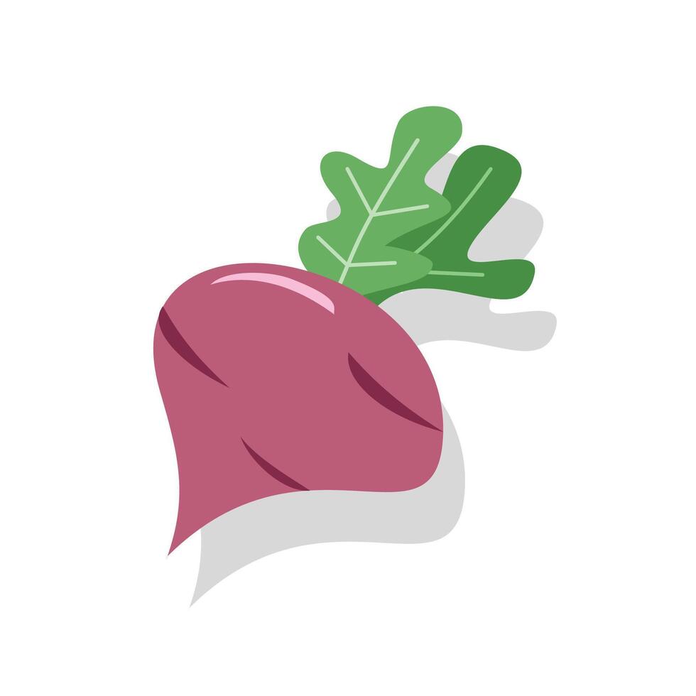 Cassava illustration. Radish. Beet root red. Fresh organic red radish. Healthy food. Traditional food. Vegetable illustration. Healthy vegetable. vector