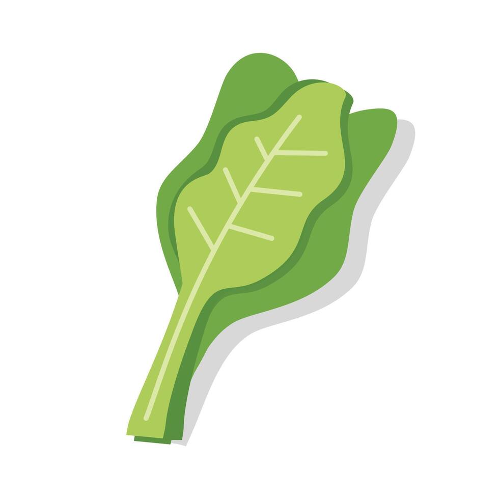 Mustard green illustration. Caisim. Pakcoy. Bok choy. Lettuce. Organic vegetable. Vegetable illustration. Mustard spinach. vector