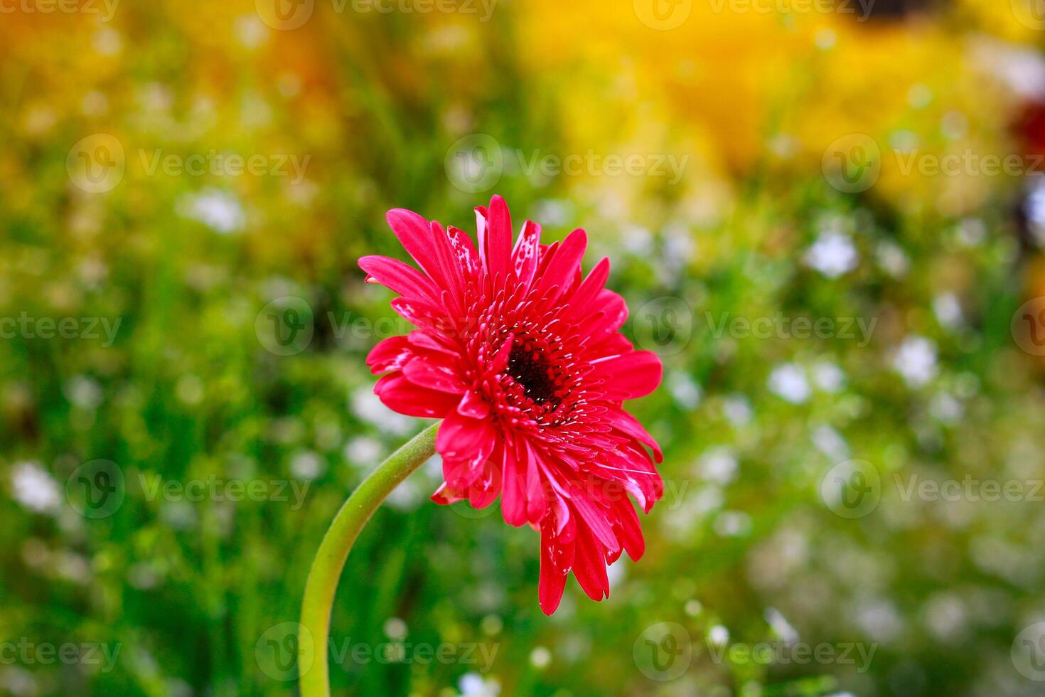 Red gerbera flower in the garden. Close up. Selective focus. photo