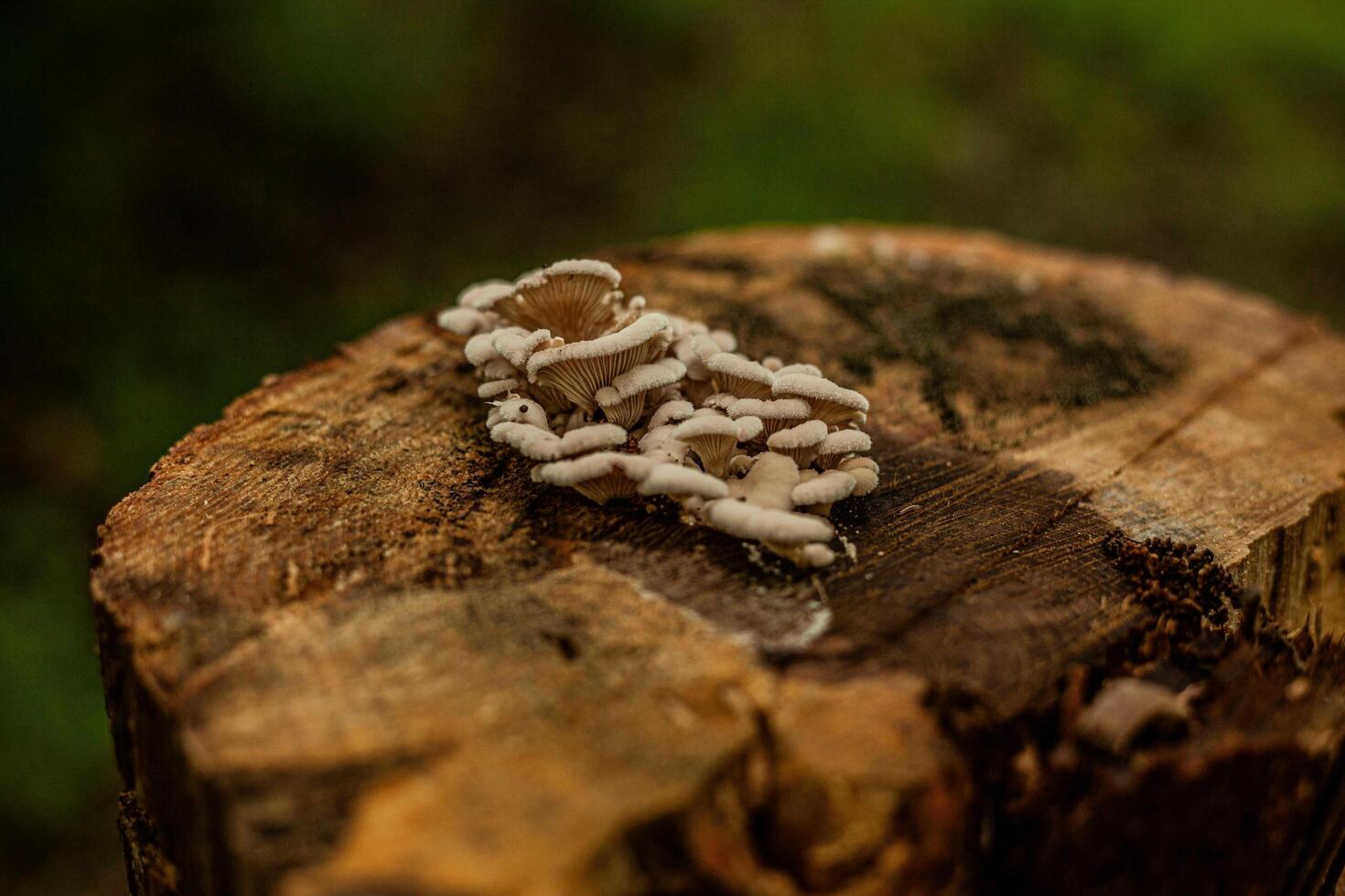 A mushroom on a stump in the woods photo