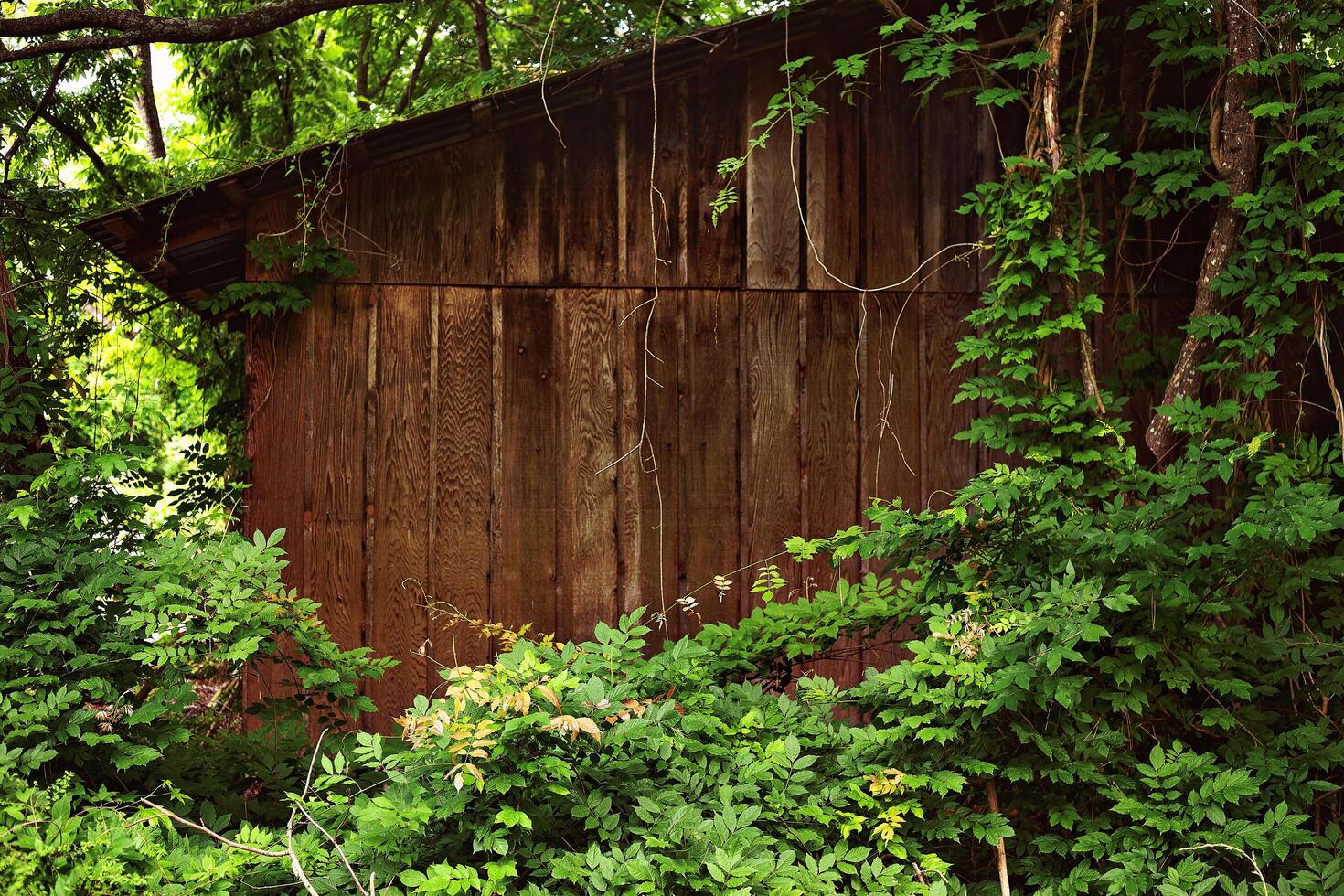 A small shed surrounded by green plants photo
