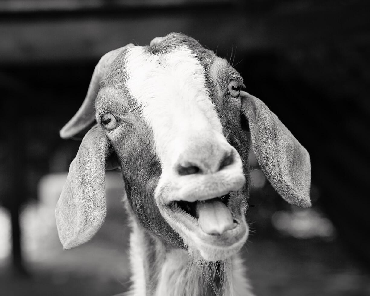 A black and white photo of a goat with its mouth open