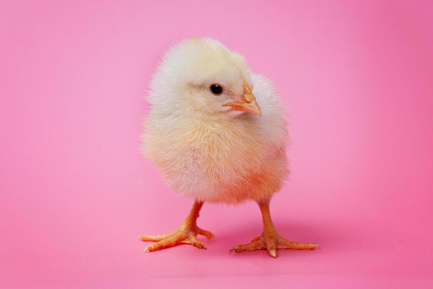 A small chicken standing on a pink background photo