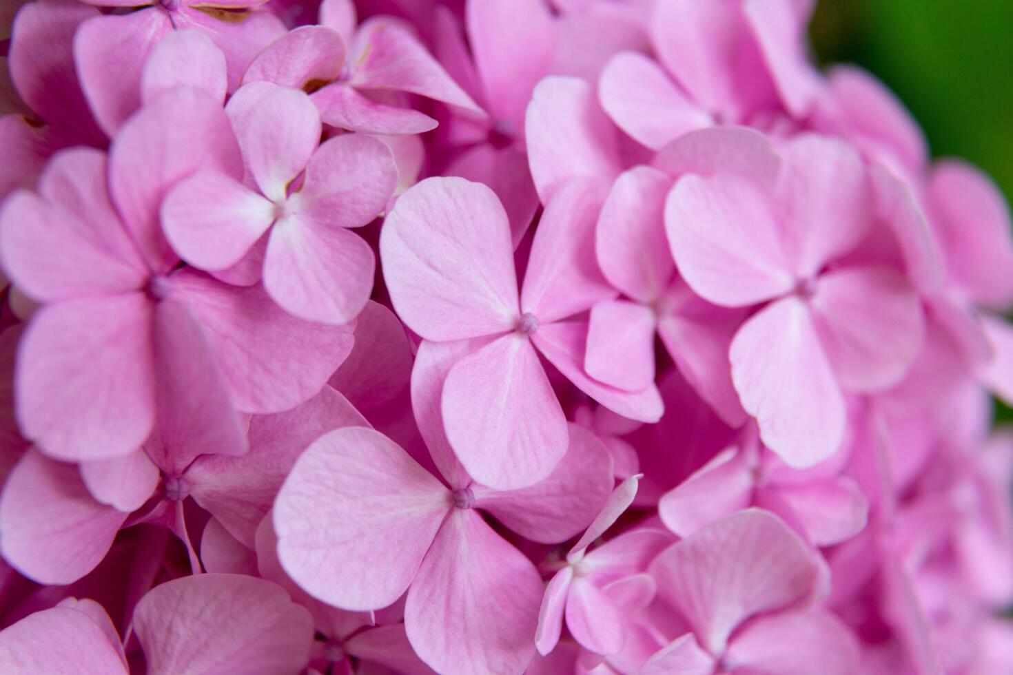 Pink hydrangea flowers blooming in the garden photo
