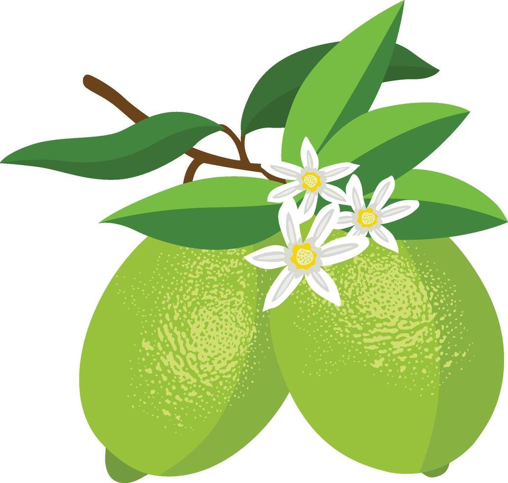Green lemons with leaves and flowers vector