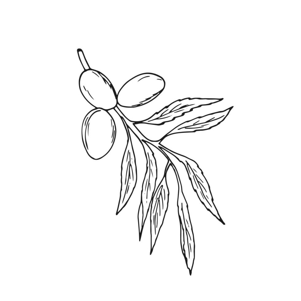 Almond nuts on branch with leaves. Isolated Botanical hand-drawn illustration on white. Prunus dulcis. Prunus amygdalus. vector