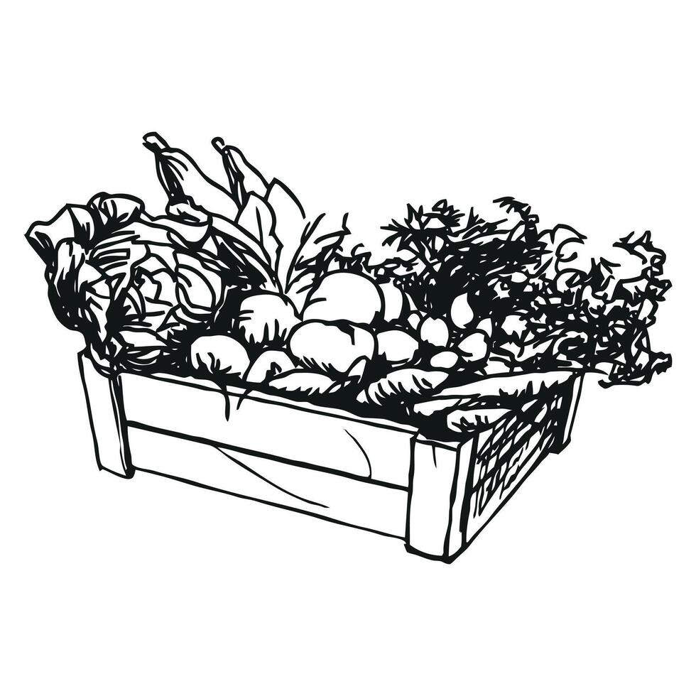vegetable box - wooden box with vegetables, black and white illustration vector