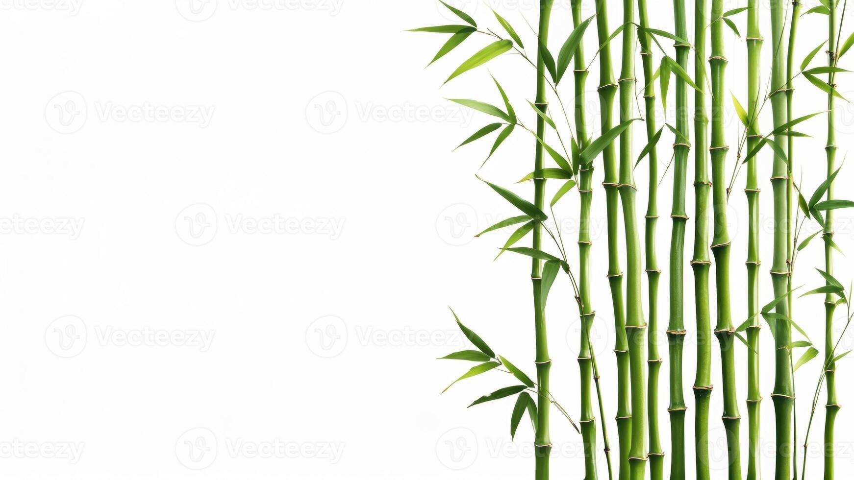 Bamboo stalks grow gracefully against a white background in a serene display of nature's beauty and resilience photo