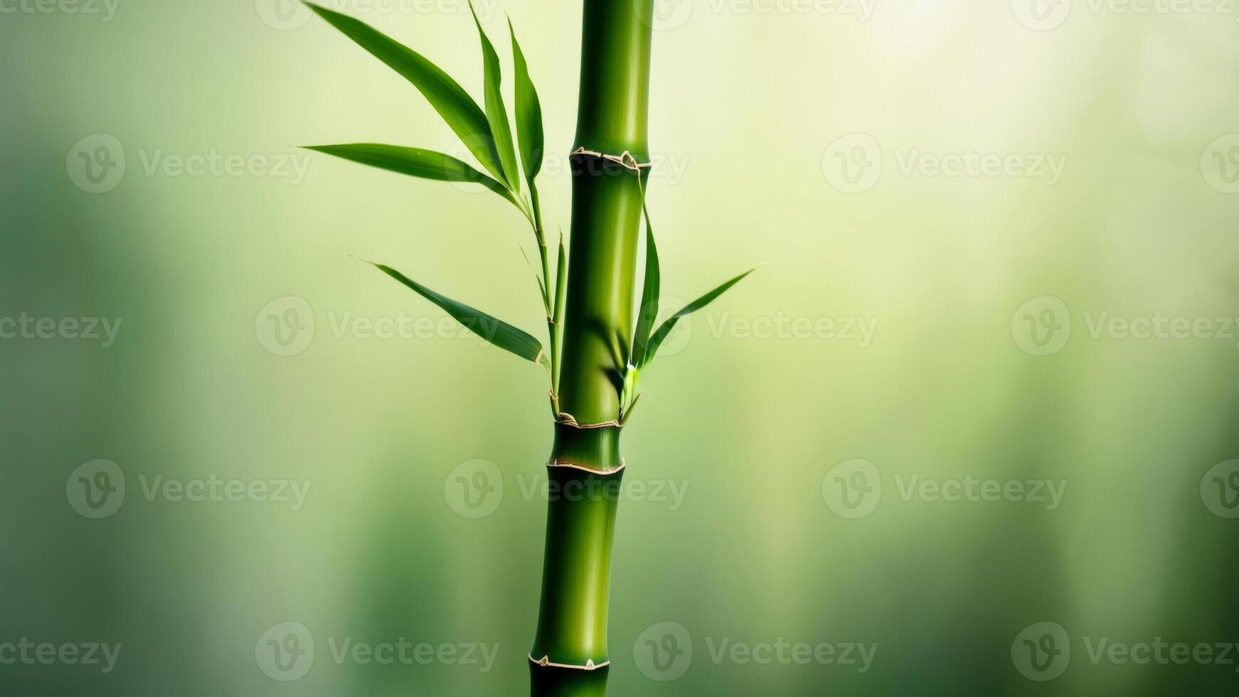 Green bamboo stalk with fresh leaves in a serene natural setting during daylight hours photo