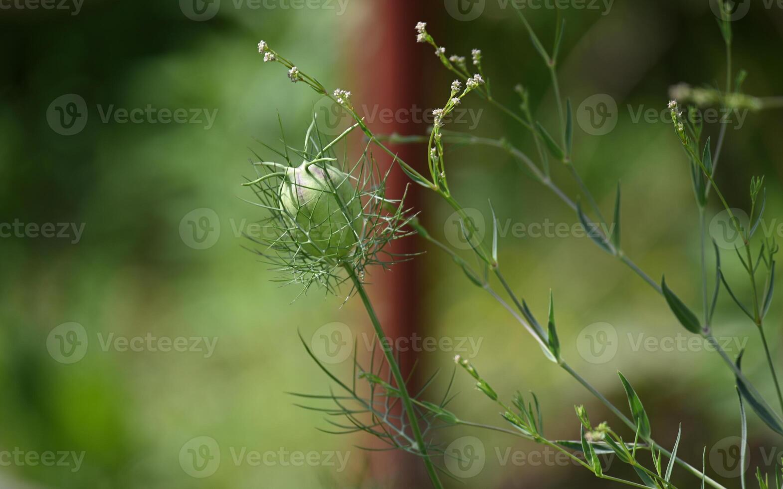 a single flower is growing on a plant photo