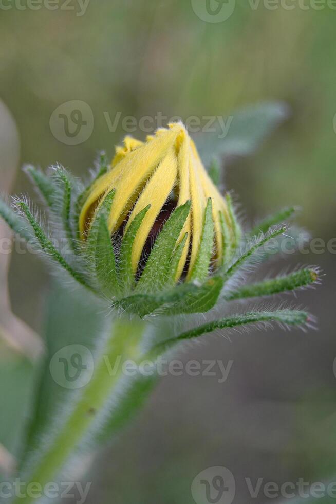 a yellow sunflower bud with a green stem photo