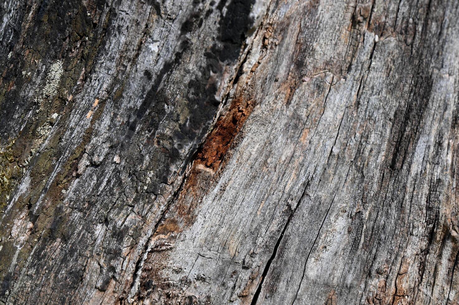 a close up of a tree trunk with a hole in it photo