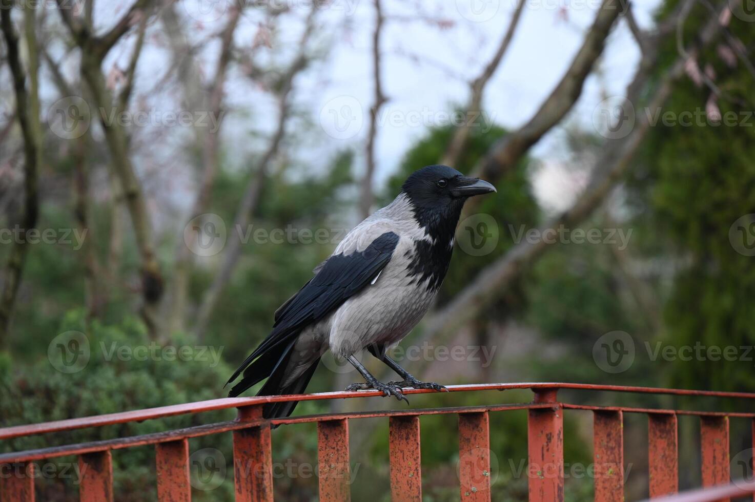 a crow is sitting on a railing photo