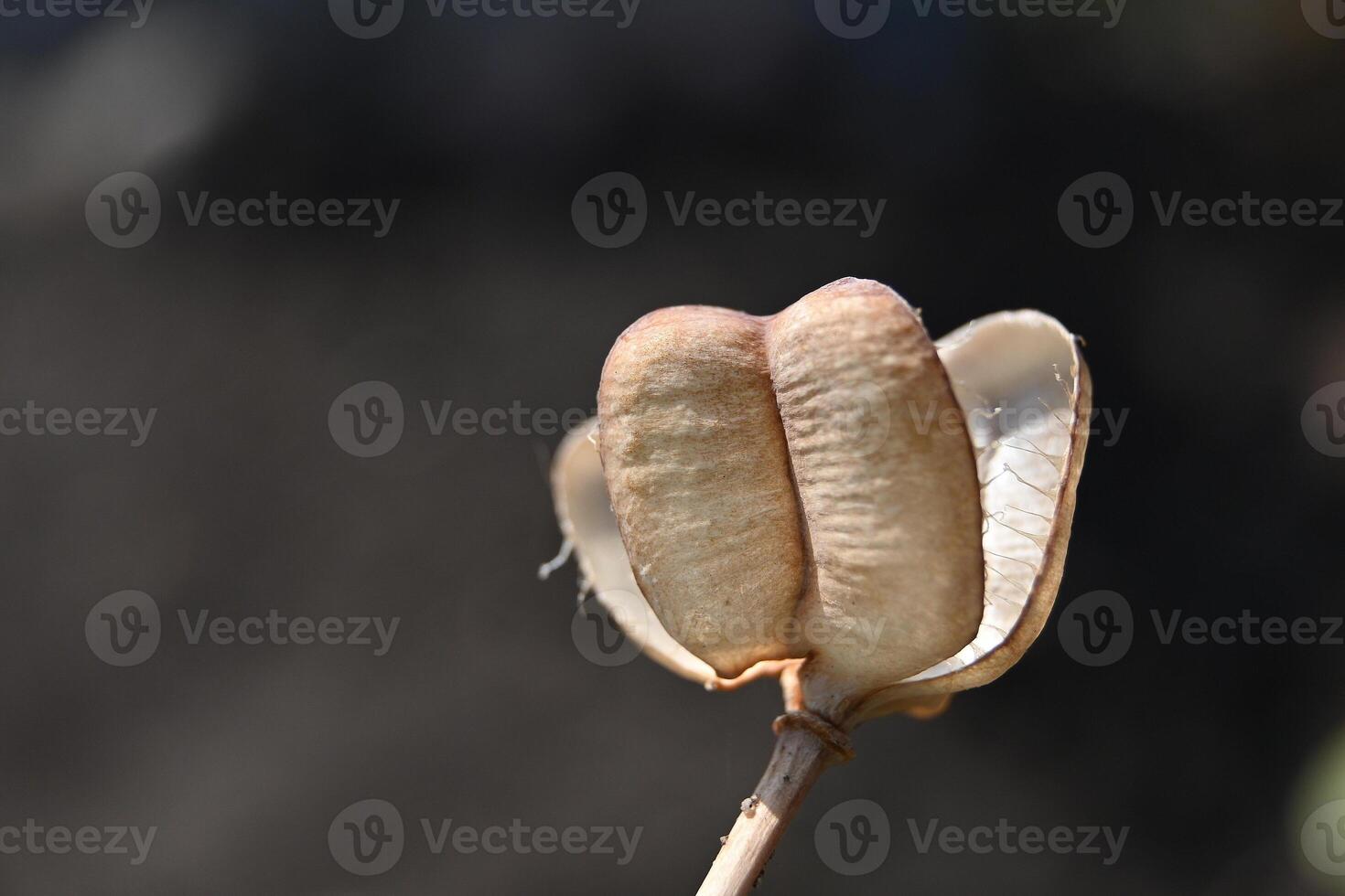 a single seed pod with a brown seed inside photo