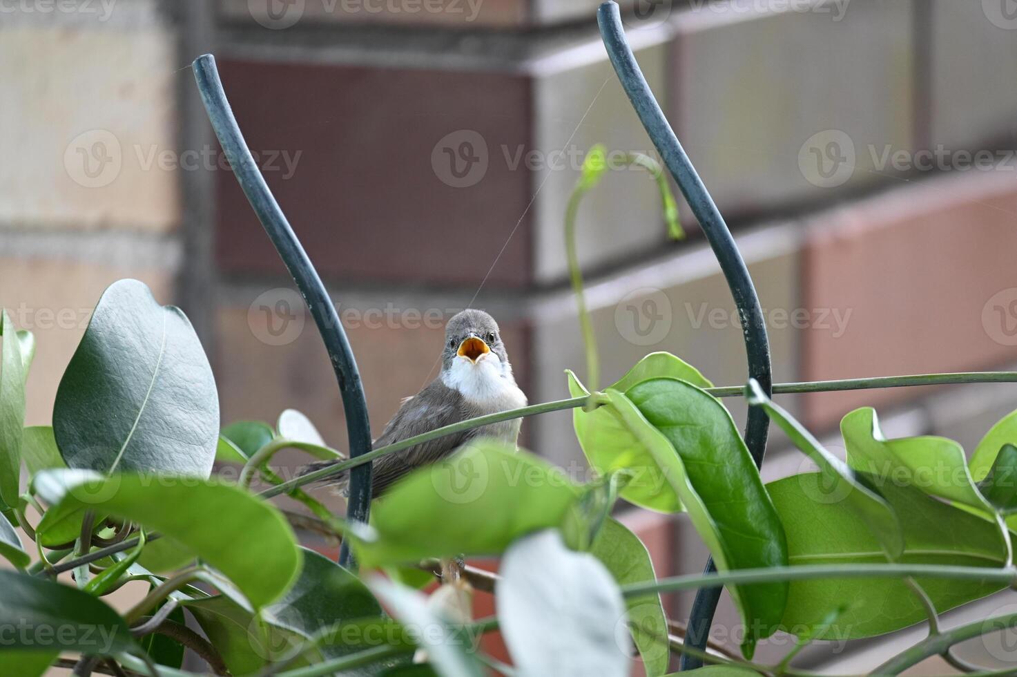 a bird sitting on a plant next to a brick wall photo