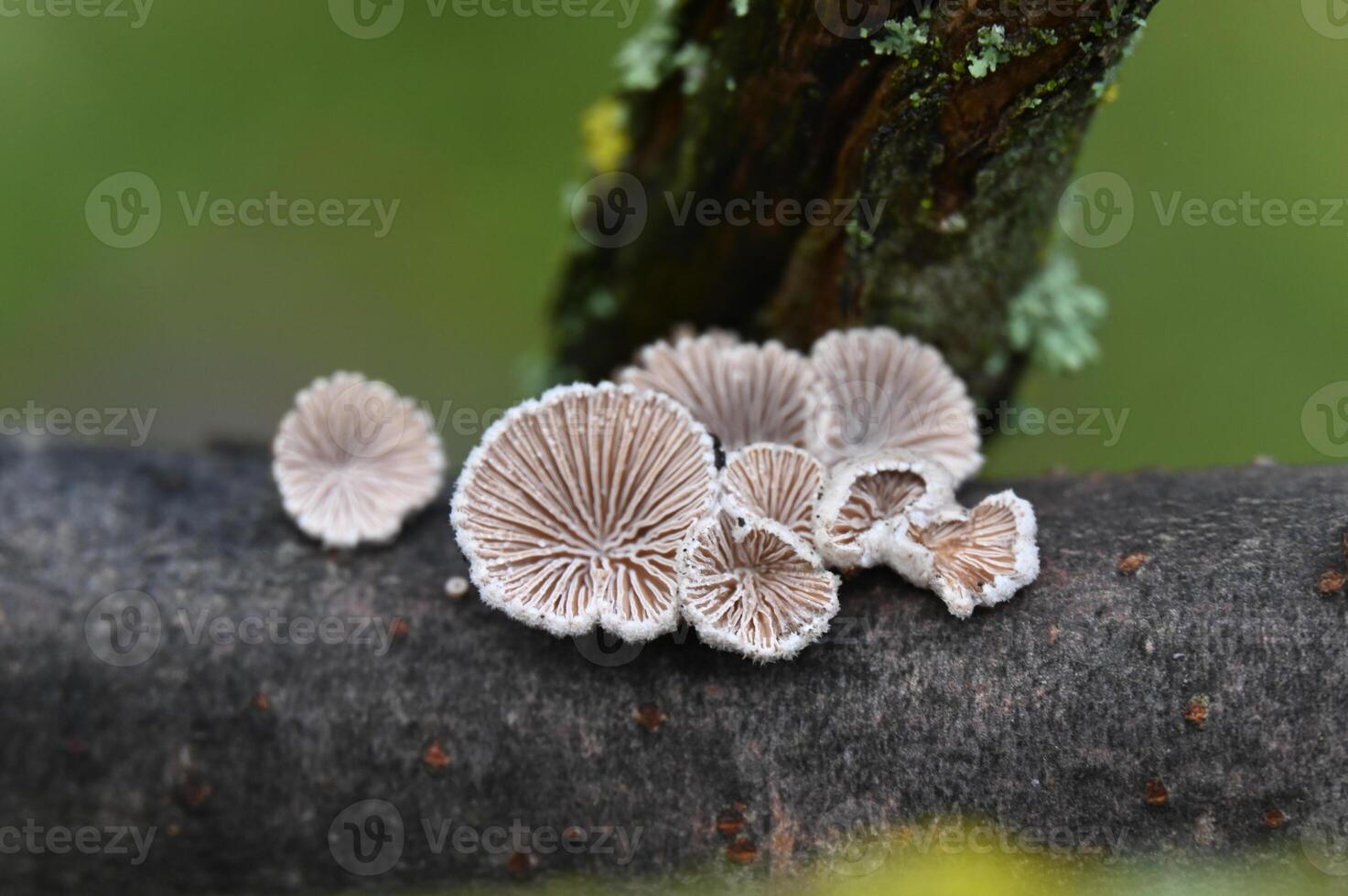 a group of mushrooms on a branch photo