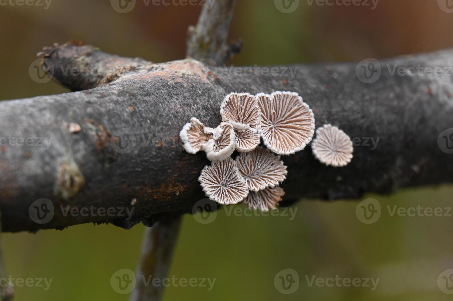 a group of mushrooms on a branch photo