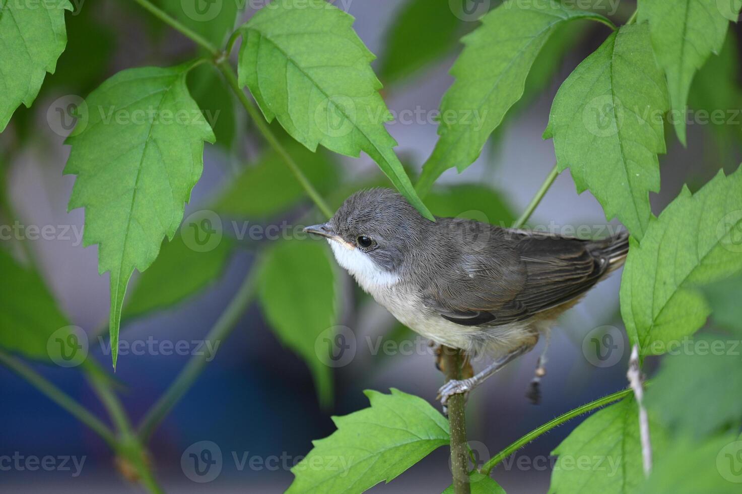 a small bird is perched on a branch of a tree photo