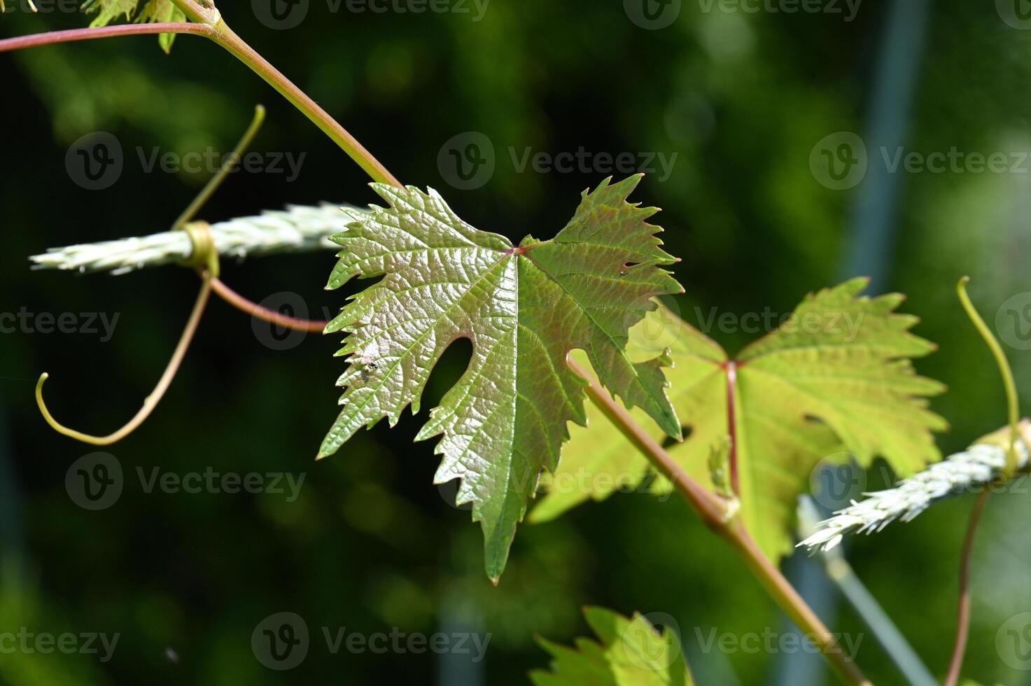 a close up of a vine with leaves photo