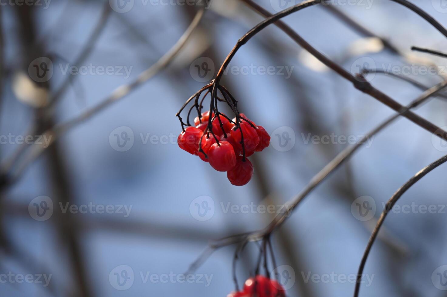 red berries on a branch in the winter photo