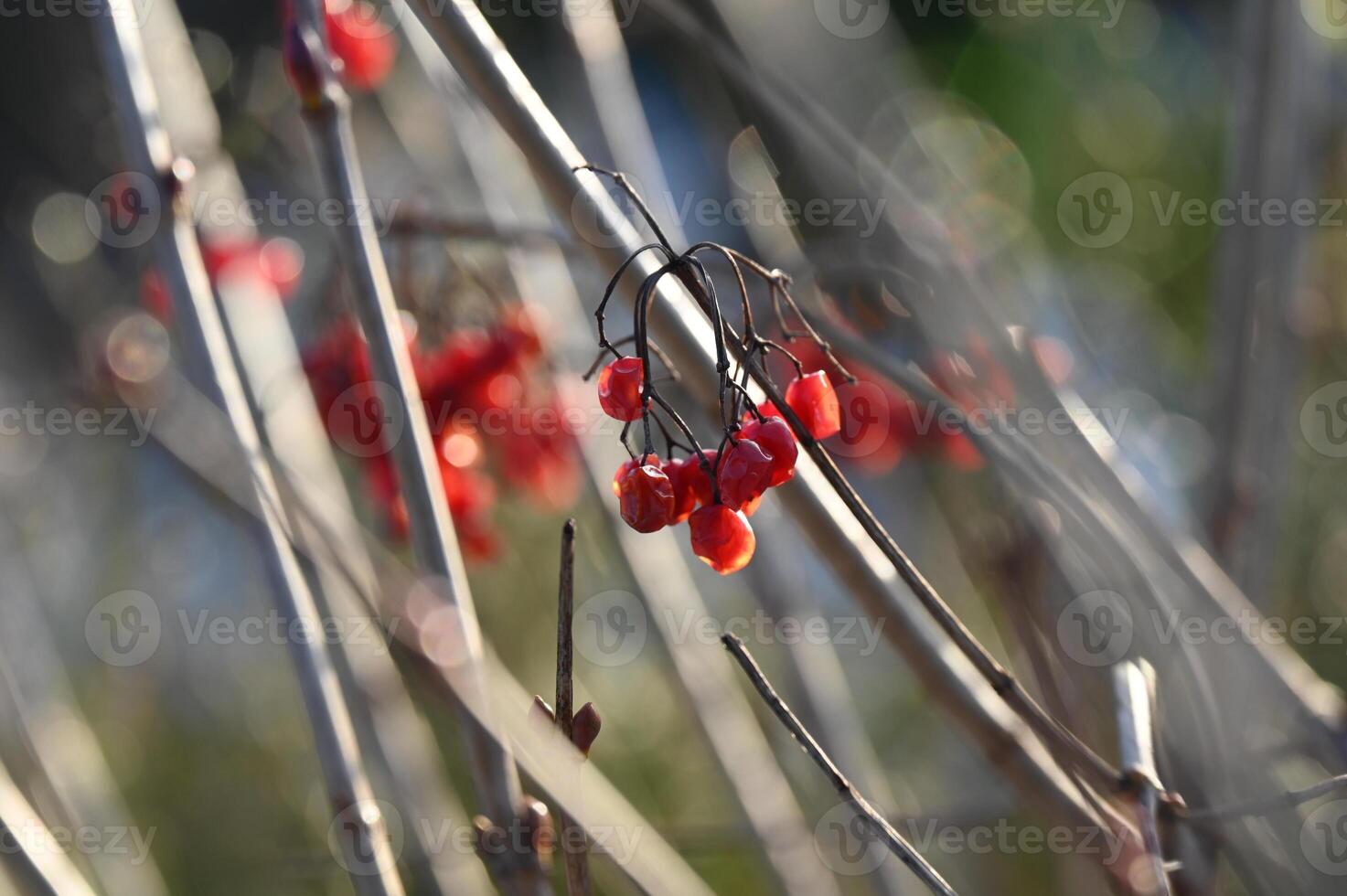 red berries on a bush with some twigs photo