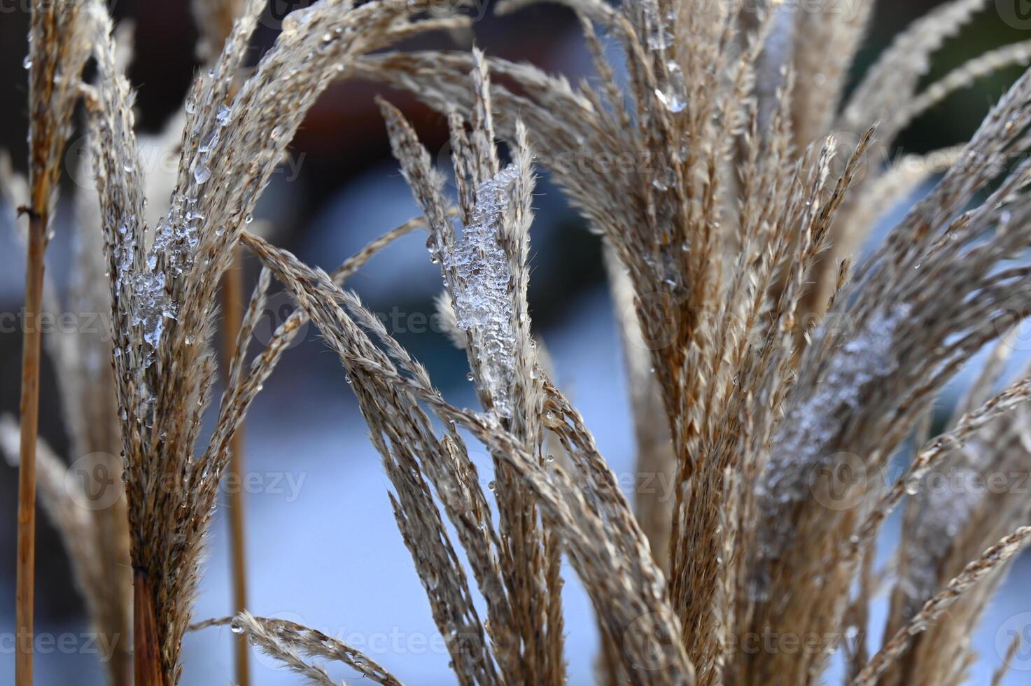 frost on the grass photo