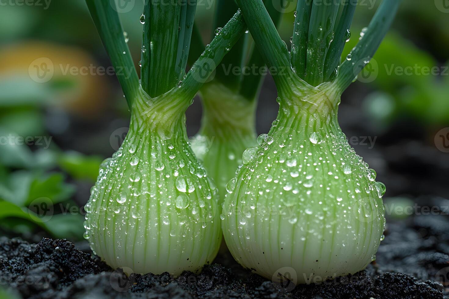 Fresh Green Onions Growing in Garden with Dewdrops for Farm-to-Table Concept photo
