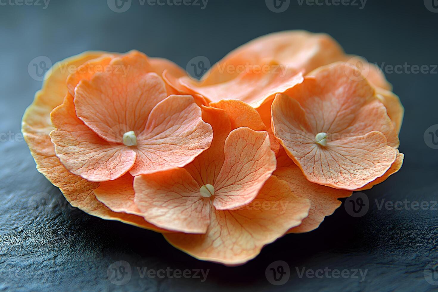 Heart-Shaped Peach Hydrangea Petals on Dark Background for Floral Art and Decor photo