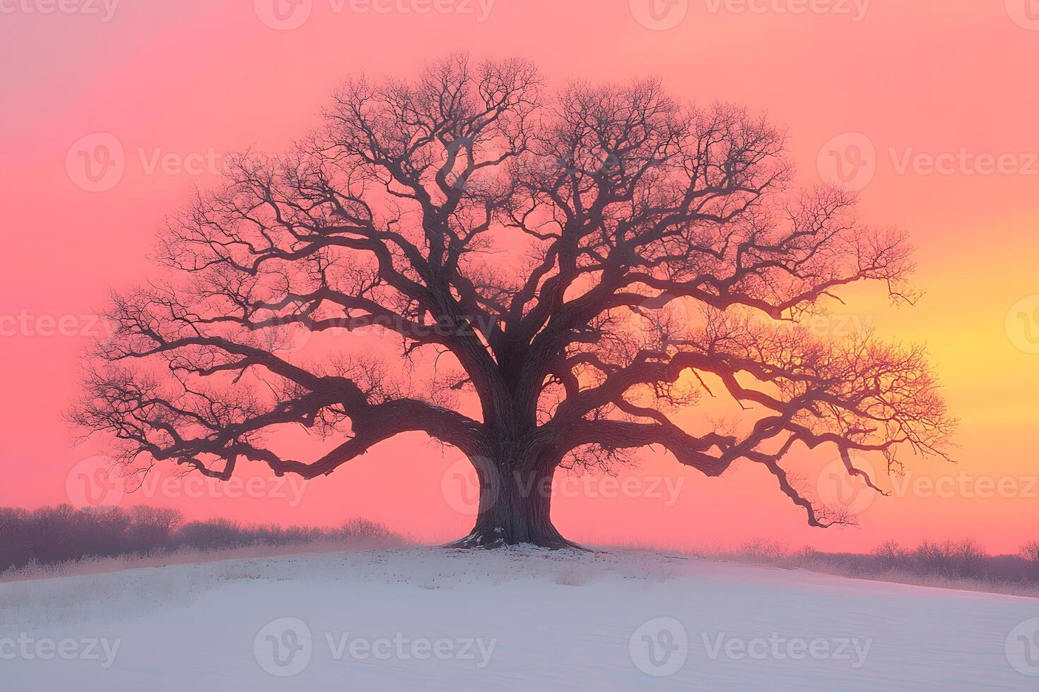 Majestic Oak Tree at Sunset in Winter Landscape for Nature Photography photo